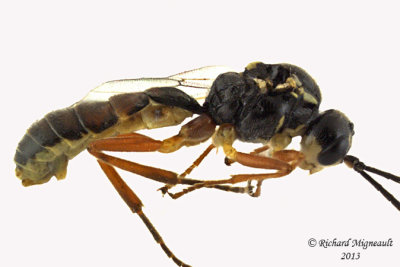 Ichneumon Wasp - Tribe Exenterini sp1 1 m13 7,1mm