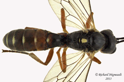 Ichneumon Wasp - Tribe Exenterini sp1 2 m13 7,1mm 