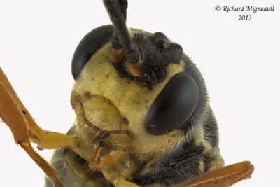 Ichneumon Wasp - Tribe Exenterini sp1 3 m13 7,1mm 
