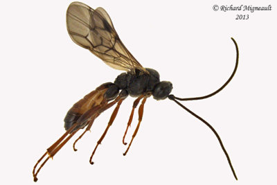 Ichneumon Wasp - Tribe Tryphonini 1 m13 6,7mm 