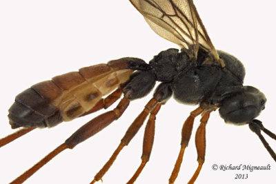 Ichneumon Wasp - Tribe Tryphonini 2 m13 6,7mm 