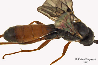 Ichneumon Wasp - Tribe Tryphonini 3 m13 6,7mm