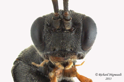Ichneumon Wasp - Tribe Tryphonini 4 m13 6,7mm