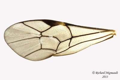 Ichneumon Wasp - Tribe Tryphonini 5 m13 6,7mm 
