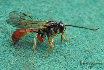 Ichneumon Wasp - Tribe Tryphonini sp2 m11 