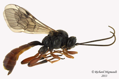 Ichneumon Wasp - Tryphon seminiger 1 m13 8,6mm 