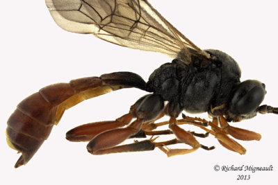 Ichneumon Wasp - Tryphon seminiger 2 m13 8,6mm 