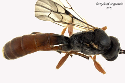 Ichneumon Wasp - Tryphon seminiger 3 m13 8,6mm 