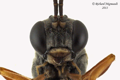 Ichneumon Wasp - Tryphon seminiger 4 m13 8,6mm 