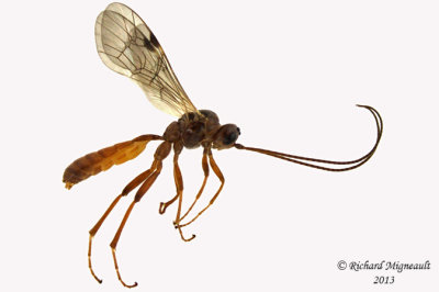 Ichneumon Wasp - Tryphoninae or Ctenopel sp 1 m13 7,6mm 