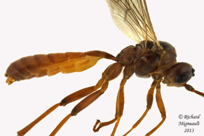 Ichneumon Wasp - Tryphoninae or Ctenopel sp 2 m13 7,6mm 
