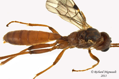 Ichneumon Wasp - Tryphoninae or Ctenopel sp 3 m13 7,6mm 
