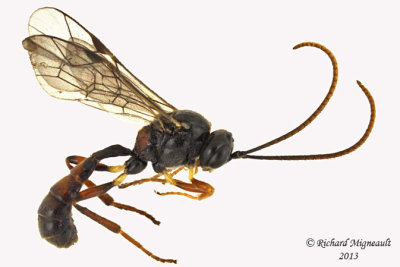 Ichneumon Wasp - Tryphoninae sp1 1 m13 6,3mm 