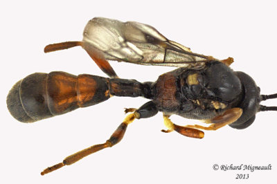 Ichneumon Wasp - Tryphoninae sp1 2 m13 6,3mm 
