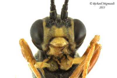 Ichneumon Wasp - Tryphoninae sp1 3 m13 6,3mm 