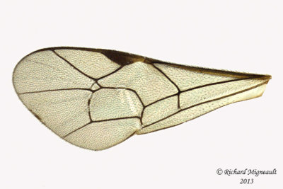 Ichneumon Wasp - Tryphoninae sp1 4 m13 6,3mm 