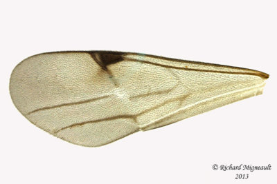 Wings identification for Parasitica