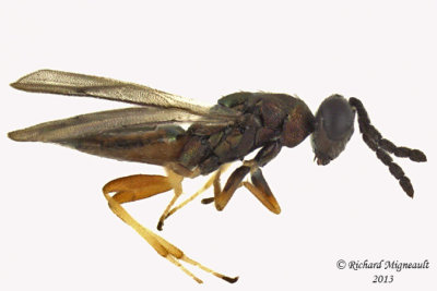 Eulophidae - Eulophinae sp 1 m13 2,6mm