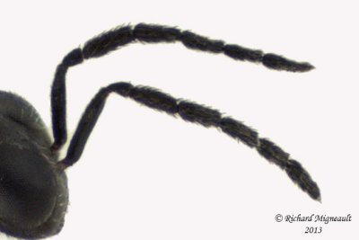 Eulophidae - Eulophinae sp 3 m13 2,6mm 