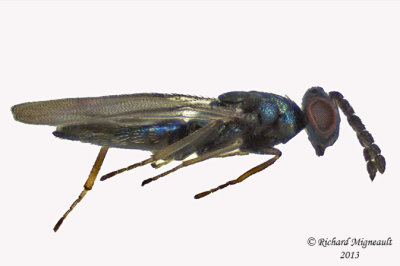 Eulophidae - Subfamily Eulophinae sp1 1 m13 1,8mm 