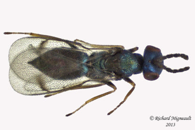Eulophidae - Subfamily Eulophinae sp1 2 m13 1,8mm 
