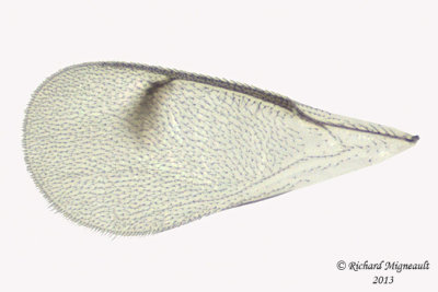 Eulophidae - Subfamily Eulophinae sp1 3 m13 1,8mm 
