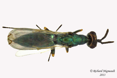 Platynocheilus sp1 2 m13 2,6mm 