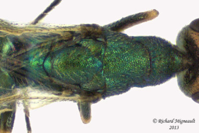 Platynocheilus sp1 3 m13 2,6mm 