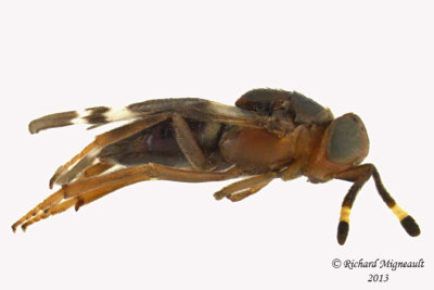 Encyrtidae - Microterys sp 1 m13 2,4mm 