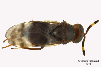 Encyrtidae - Microterys sp 2 m13 2,4mm 