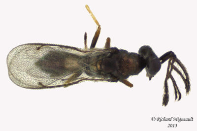 Eulophidae - sp1 2 m13 1,6mm