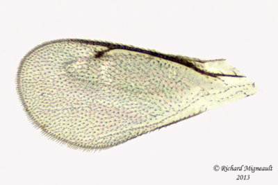 Eulophidae - sp1 3 m13 1,6mm 