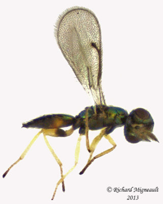 Eulophidae - sp2 1 m13 1,1mm 