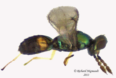 Eulophidae - sp2 3 m13 1,1mm 