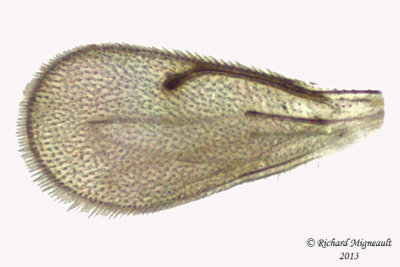 Eulophidae - sp2 4 m13 1,1mm