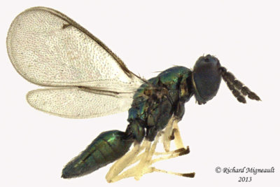 Eulophidae - Subfamily Entedoninae 1 m13 1,9mm 