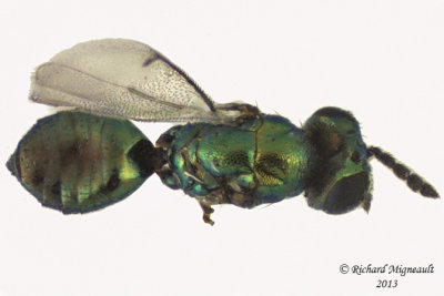 Eulophidae - Subfamily Entedoninae 2 m13 1,9mm 