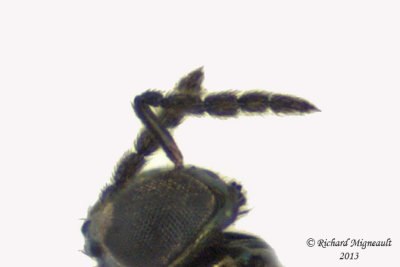 Eulophidae - Subfamily Entedoninae 3 m13 1,9mm