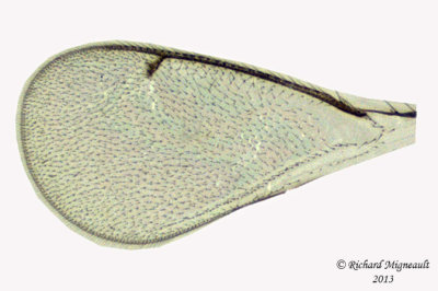Eulophidae - Subfamily Entedoninae 4 m13 1,9mm 