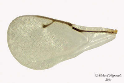 Pteromalid - Gastrancistrus sp 3 m13 2,4mm 