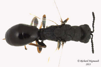 Eurytomidae - Eurytominae sp4 2 m13 3,6mm 