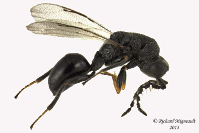 Eurytomidae wasp 1 m13 2,5mm 