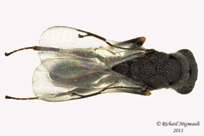 Eurytomidae wasp 2 m13 2,5mm 