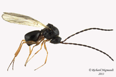Cynipoidea - Figitidae, Subfamily Eucoilinae sp1 1 m13 1,7mm 