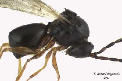 Cynipoidea - Figitidae, Subfamily Eucoilinae sp1 2 m13 1,7mm 