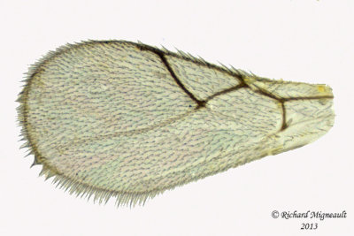 Cynipoidea sp1 3 m13 1,7mm 