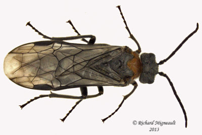 Common sawfly - Dolerus neocollaris 1 m13 10,1mm