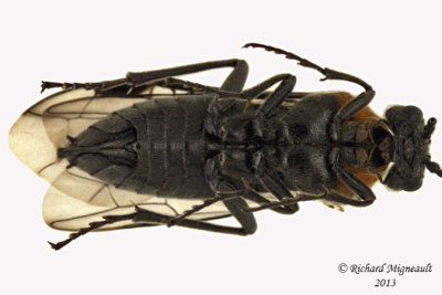 Common sawfly - Dolerus neocollaris 2 m13 10,1mm 