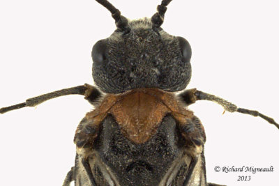Common sawfly - Dolerus neocollaris 3 m13 10,1mm 