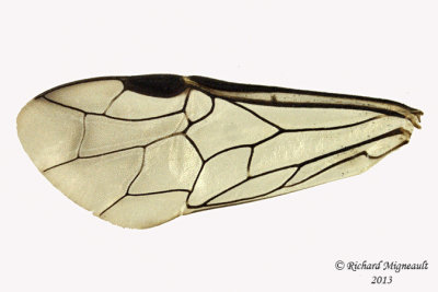 Common sawfly - Dolerus neocollaris 4 m13 10,1mm